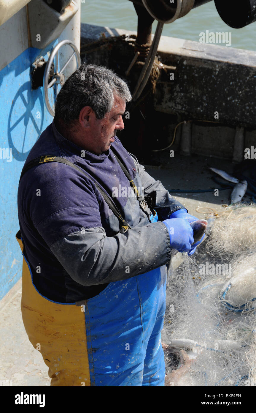 Fish English Channel High Resolution Stock Photography and Images Alamy Fish English Channel High Resolution Stock Photography and Images Alamy