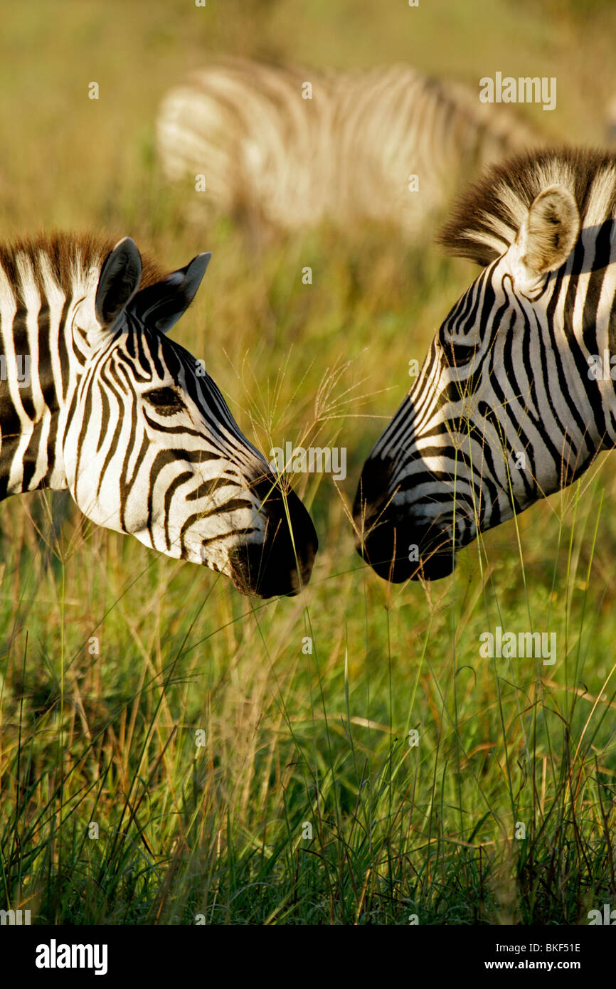 Horse heads together hi-res stock photography and images - Alamy