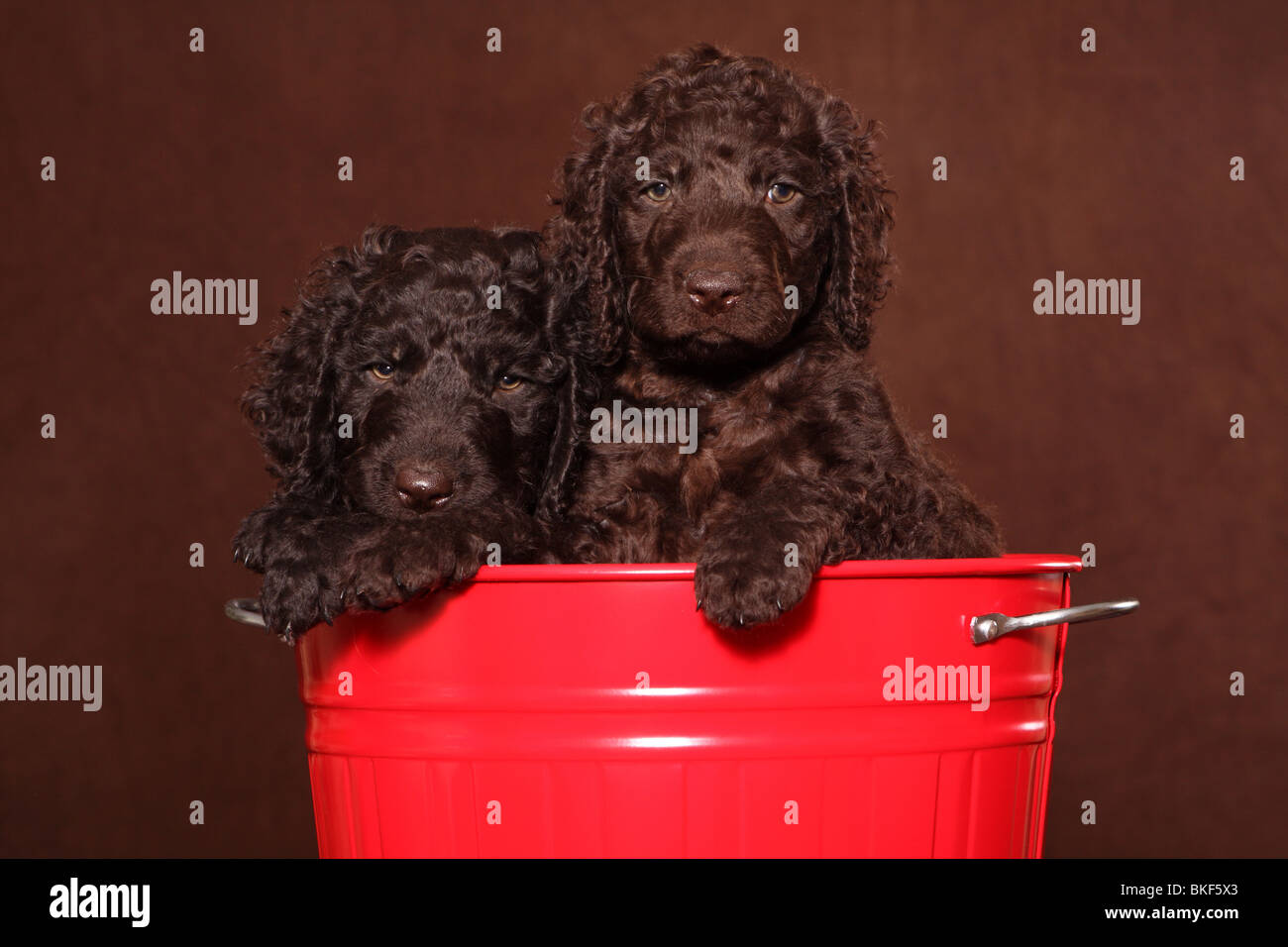 Page 2 - Irish Water Spaniel High Resolution Stock Photography and Images -  Alamy