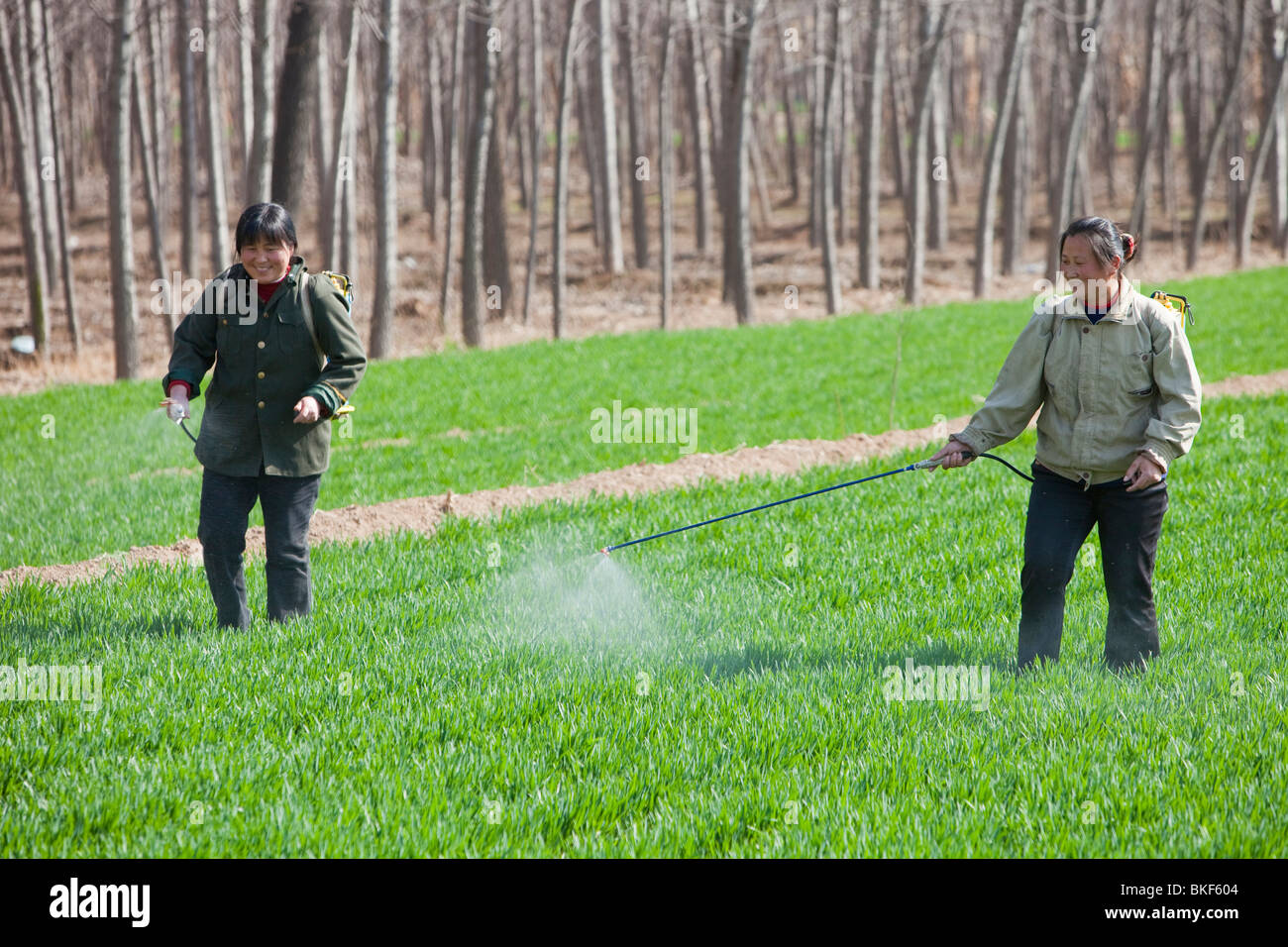 Chinese workers spraying pesticides on wheat crops, northern China
