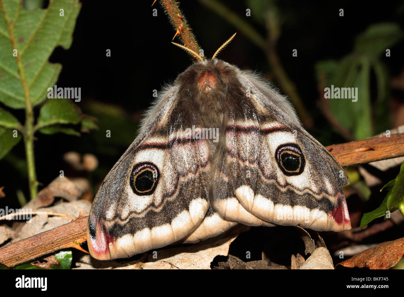 Emperor Moth Stock Photo