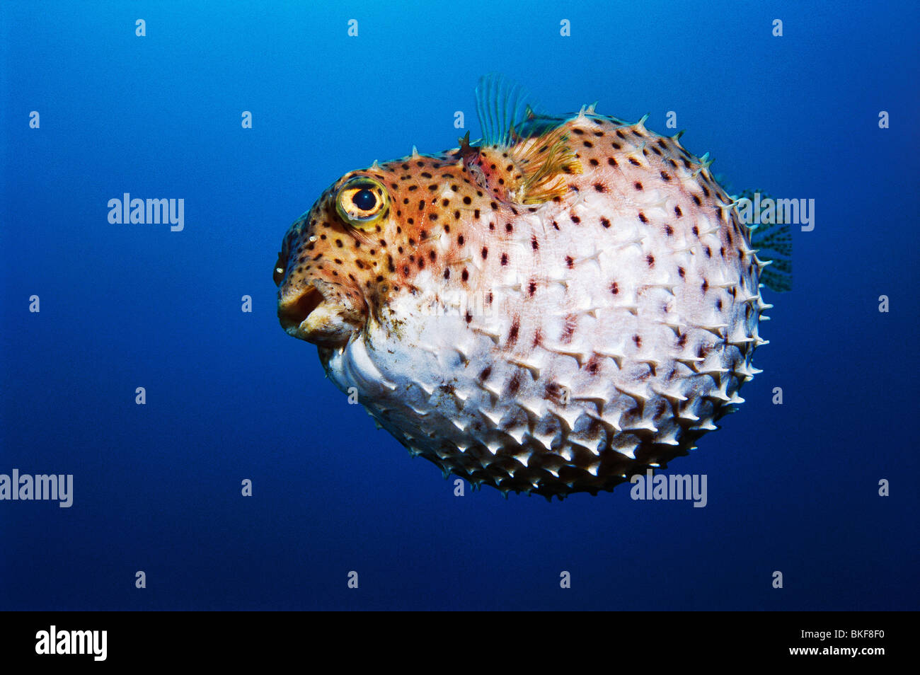 Inflated porcupinefish Stock Photo