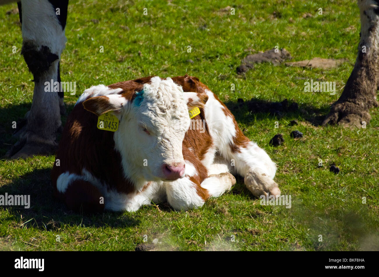 A Calf Laying Down In A Field Stock Photo Alamy