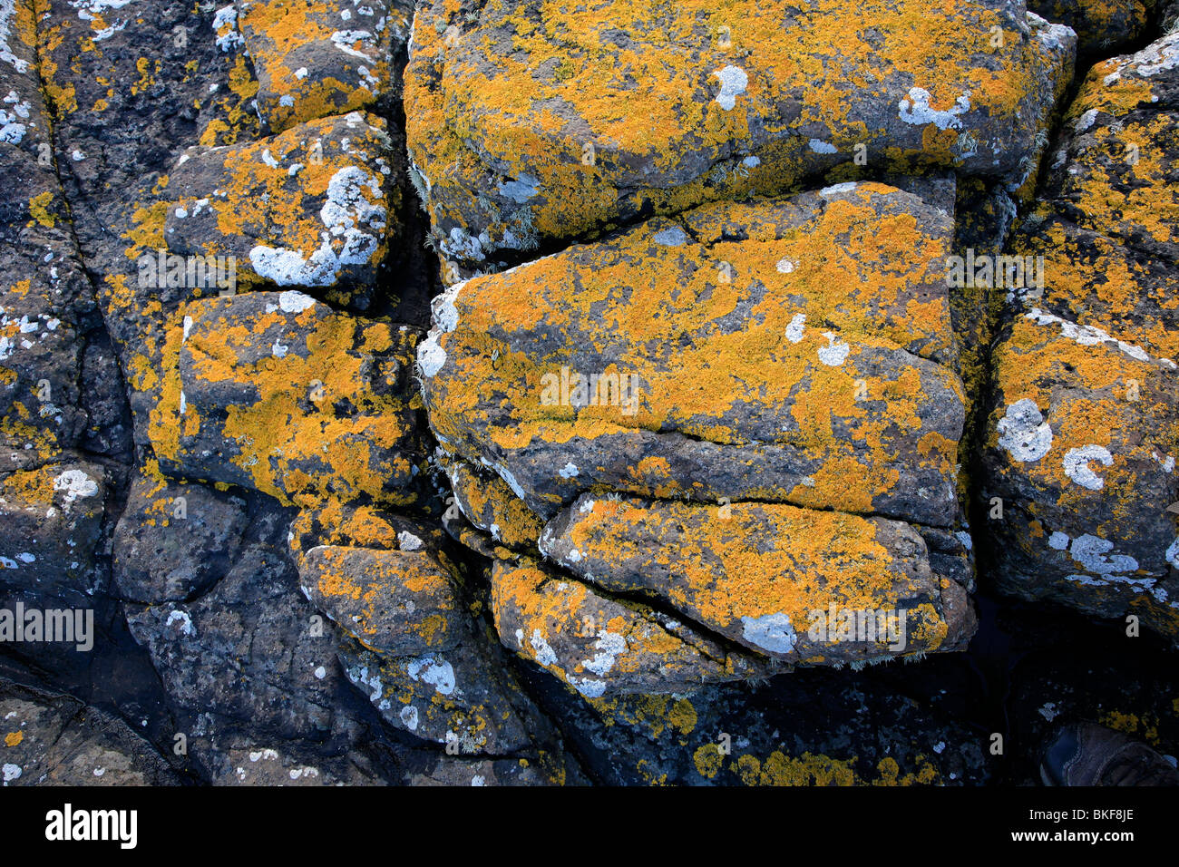 Lichen covered granite rock Bamburgh Beach North Northumbrian Coast ...