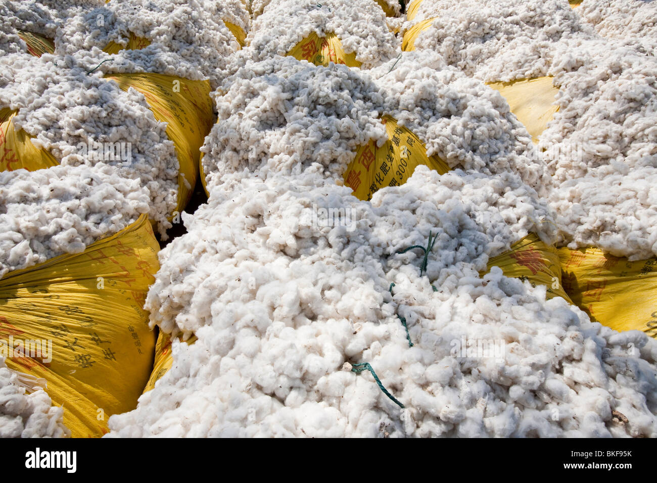 Cotton crops in northern China Stock Photo