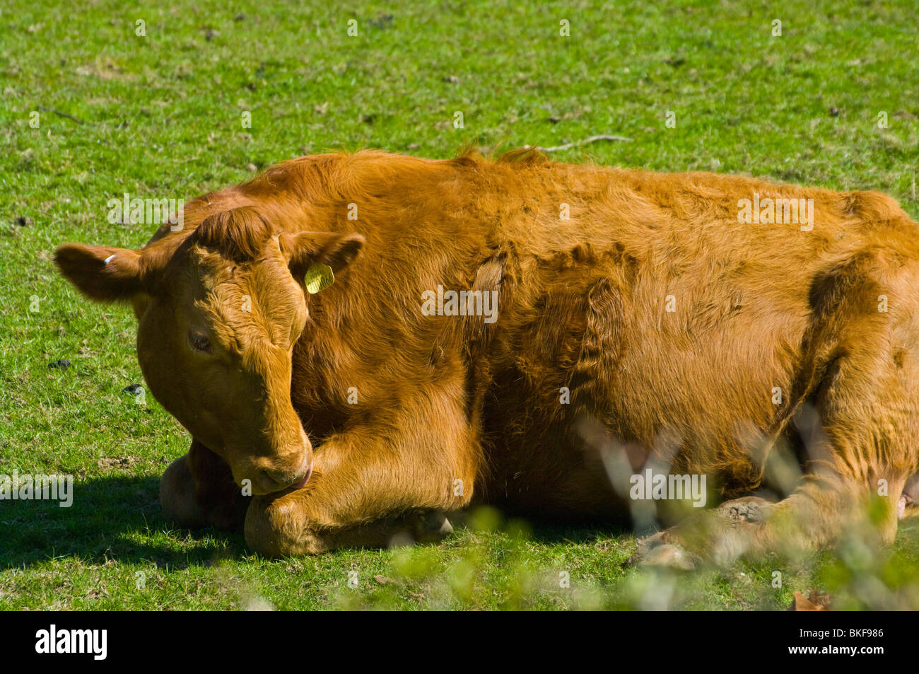 Cow laying down hires stock photography and images Alamy