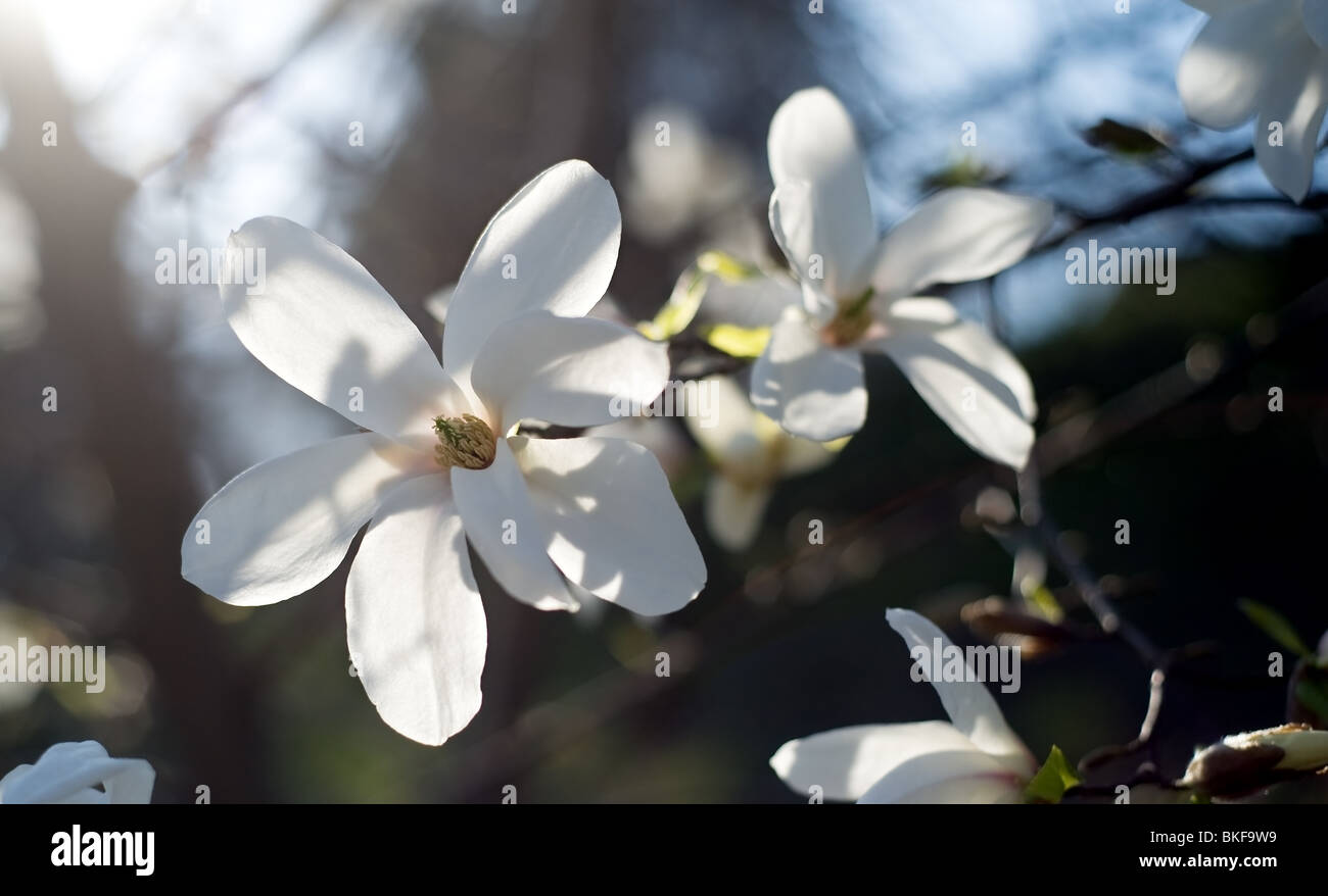 Beautiful white magnolia tree in spring blossom Stock Photo Alamy