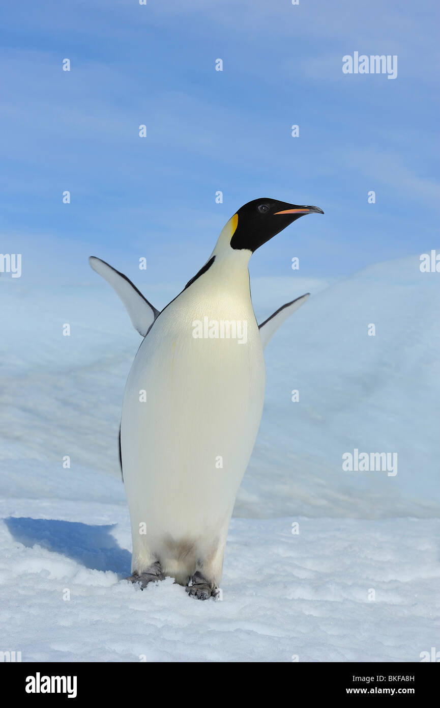 Emperor penguin (Aptenodytes forsteri), adult flapping wings, Antarctica, Snow Hill Island Stock Photo