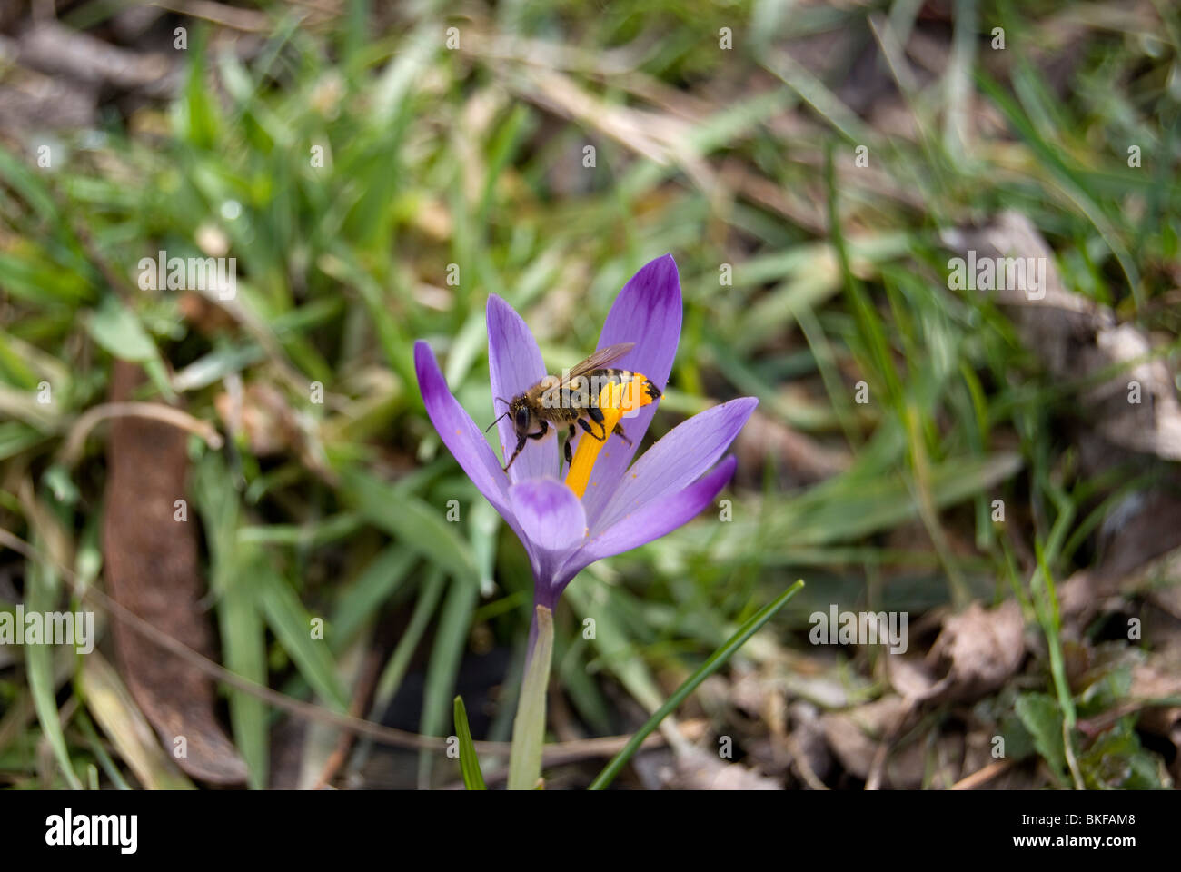 Bee on a saffron flower Stock Photo
