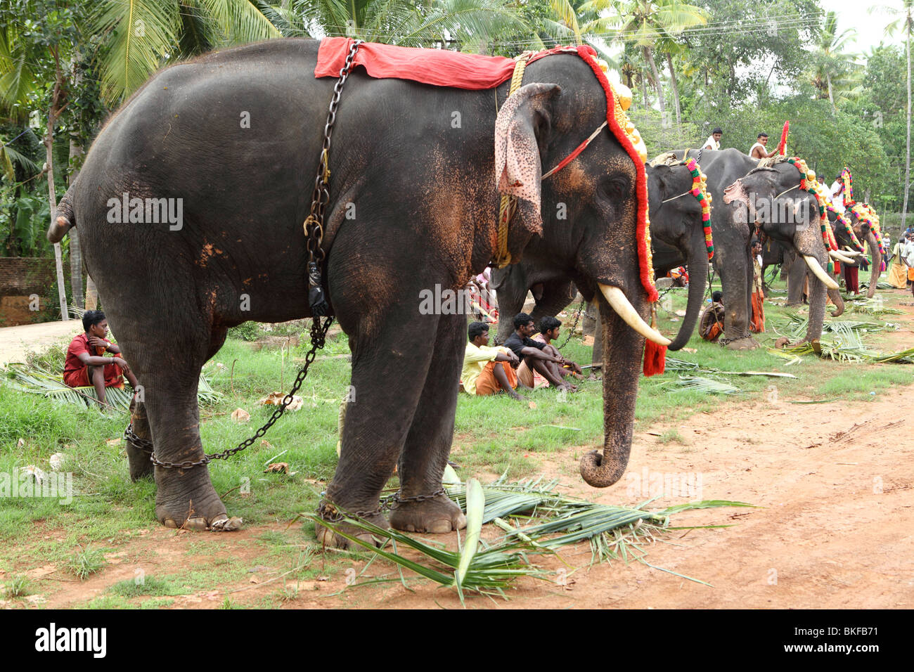 Mahouts sit between the elephants as the animals are lined up for a temple festival in Varkala, Kerala, India Stock Photo