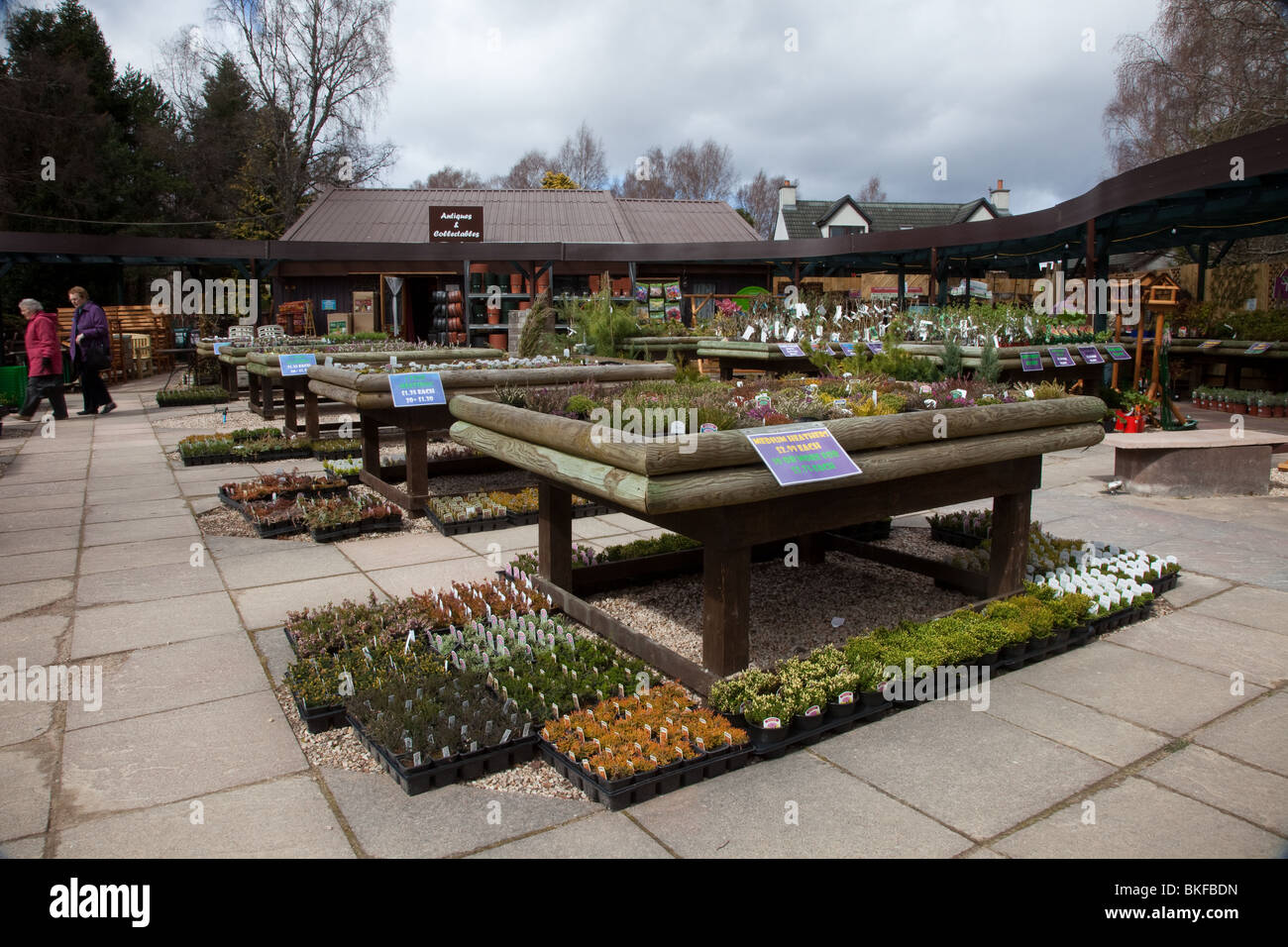 Scottish spring bedding plants on display at Speyside commercial Heather plant garden centre
