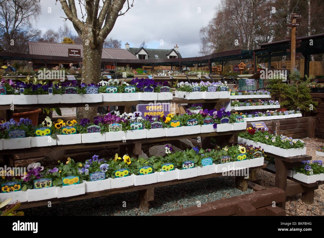 Scottish spring bedding plants on display at Speyside commercial