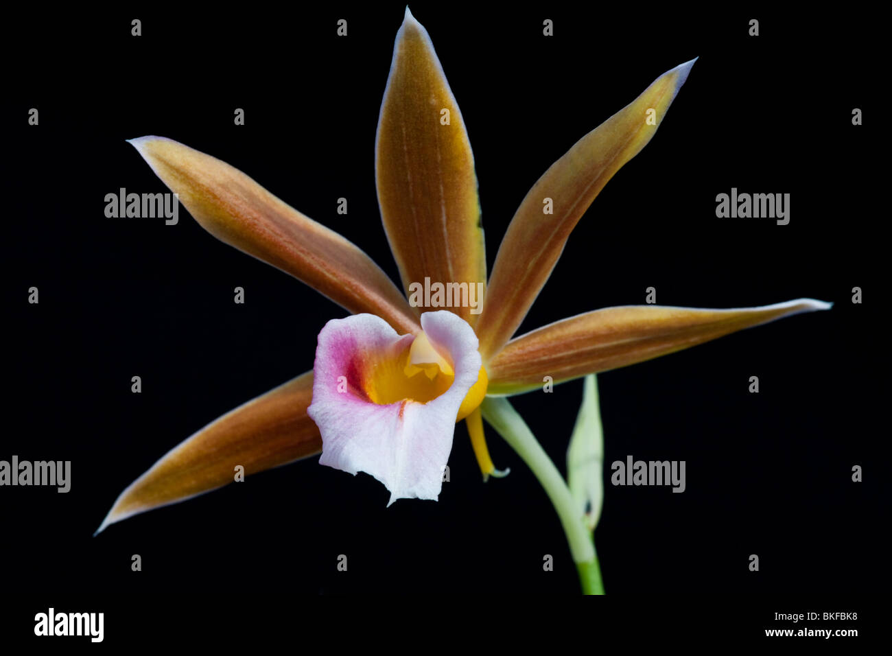 Close-up of a Phaius orchid flower in bloom Stock Photo