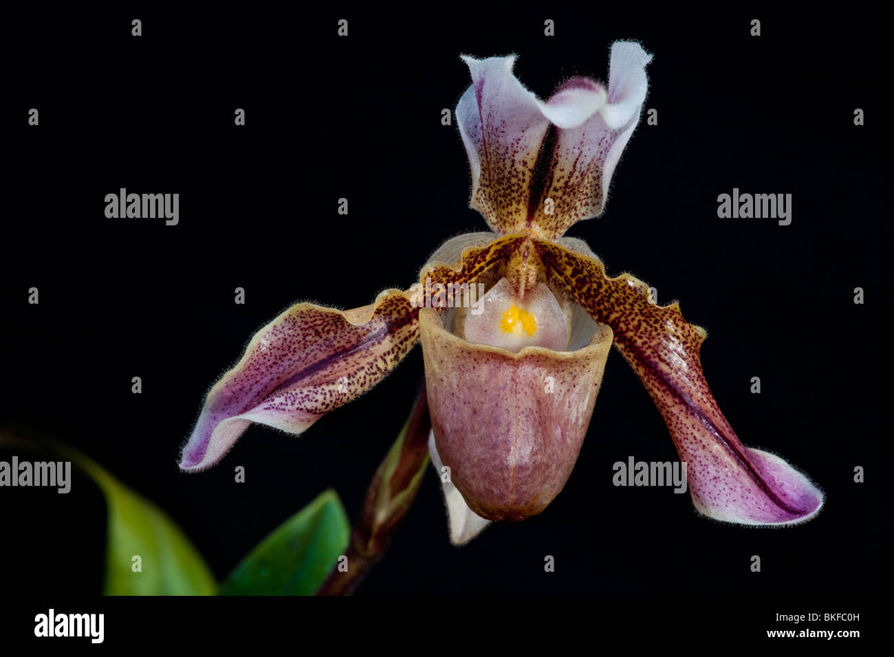 Close-up of a Paphiopedilum orchid flower in bloom Stock Photo