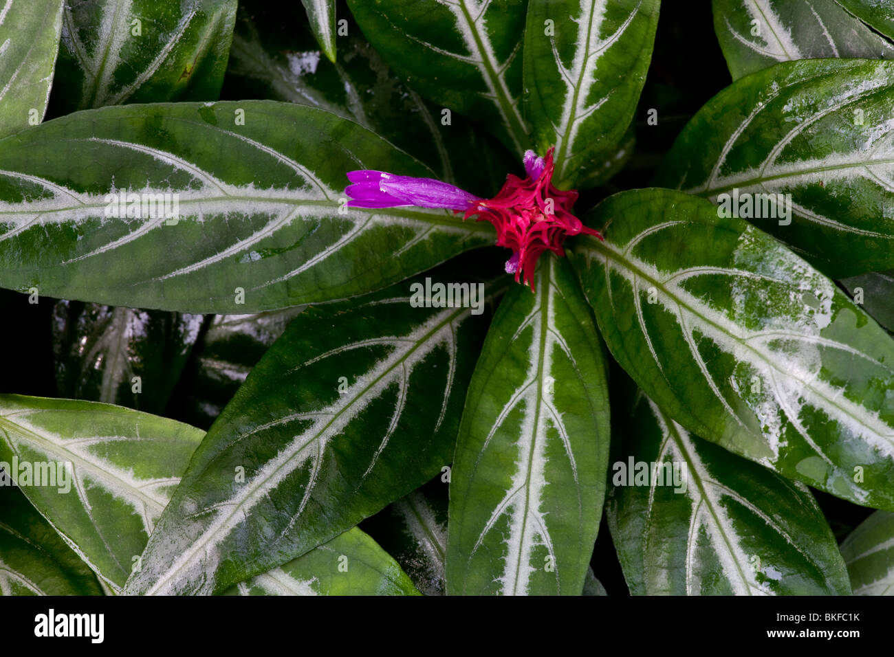 Close-up of a Justicia flower in bloom Stock Photo