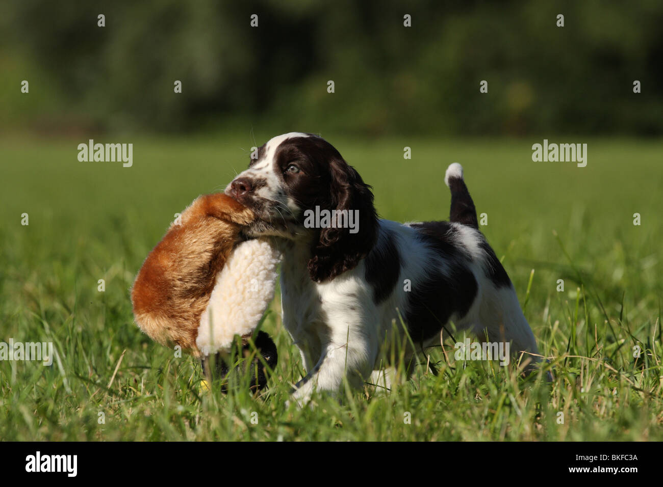 English Springer Spaniel puppy Stock Photo