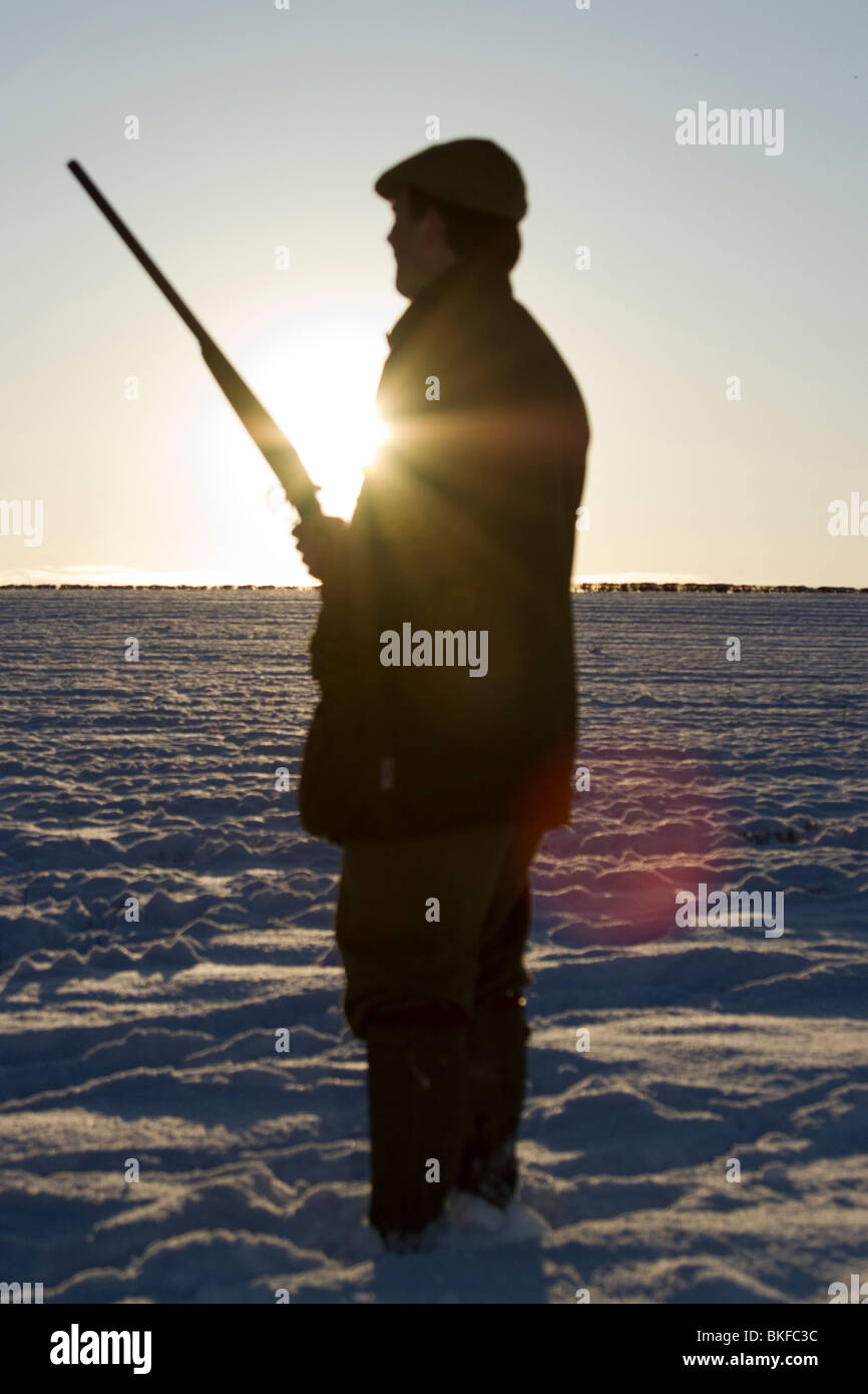 A silhouette of man in sunlight, shooting pheasants in a field in the snow, winter.  Lens flare. Stock Photo