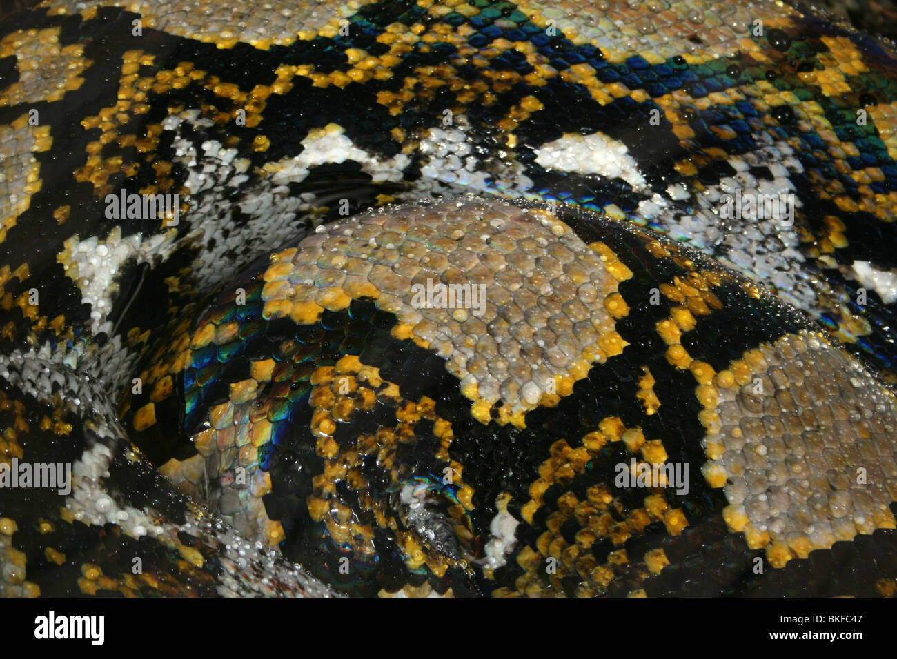 Skin Pattern On Reticulated Python Python reticulatus Taken at Chester Zoo, UK Stock Photo