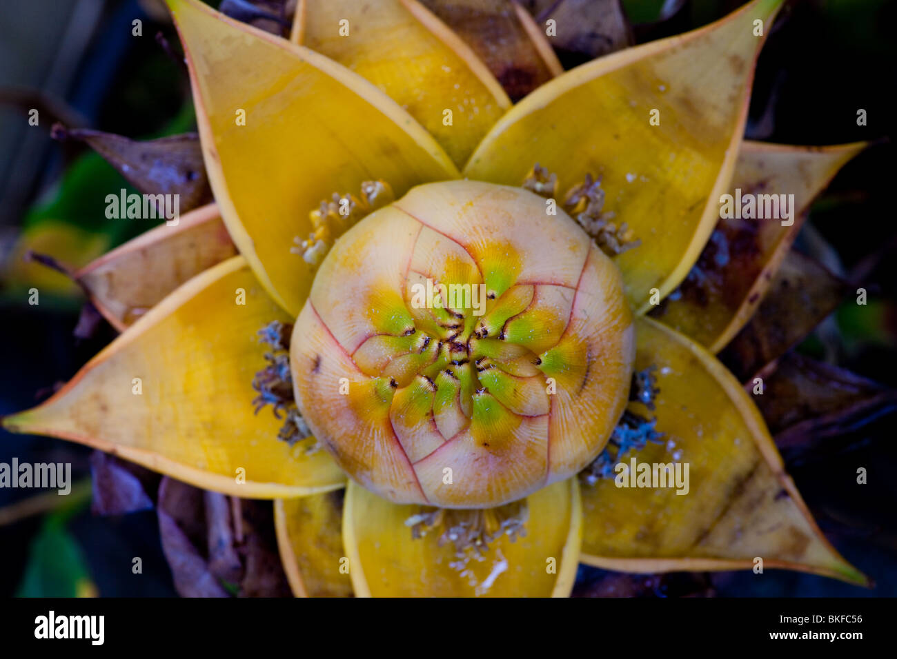 Close-up of a Banana flower in bloom Stock Photo