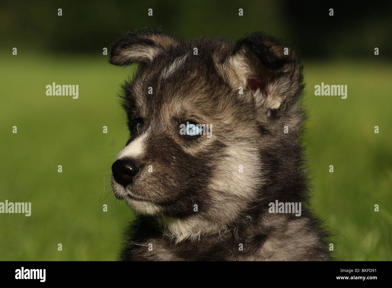 Siberian Husky puppy portrait Stock Photo - Alamy
