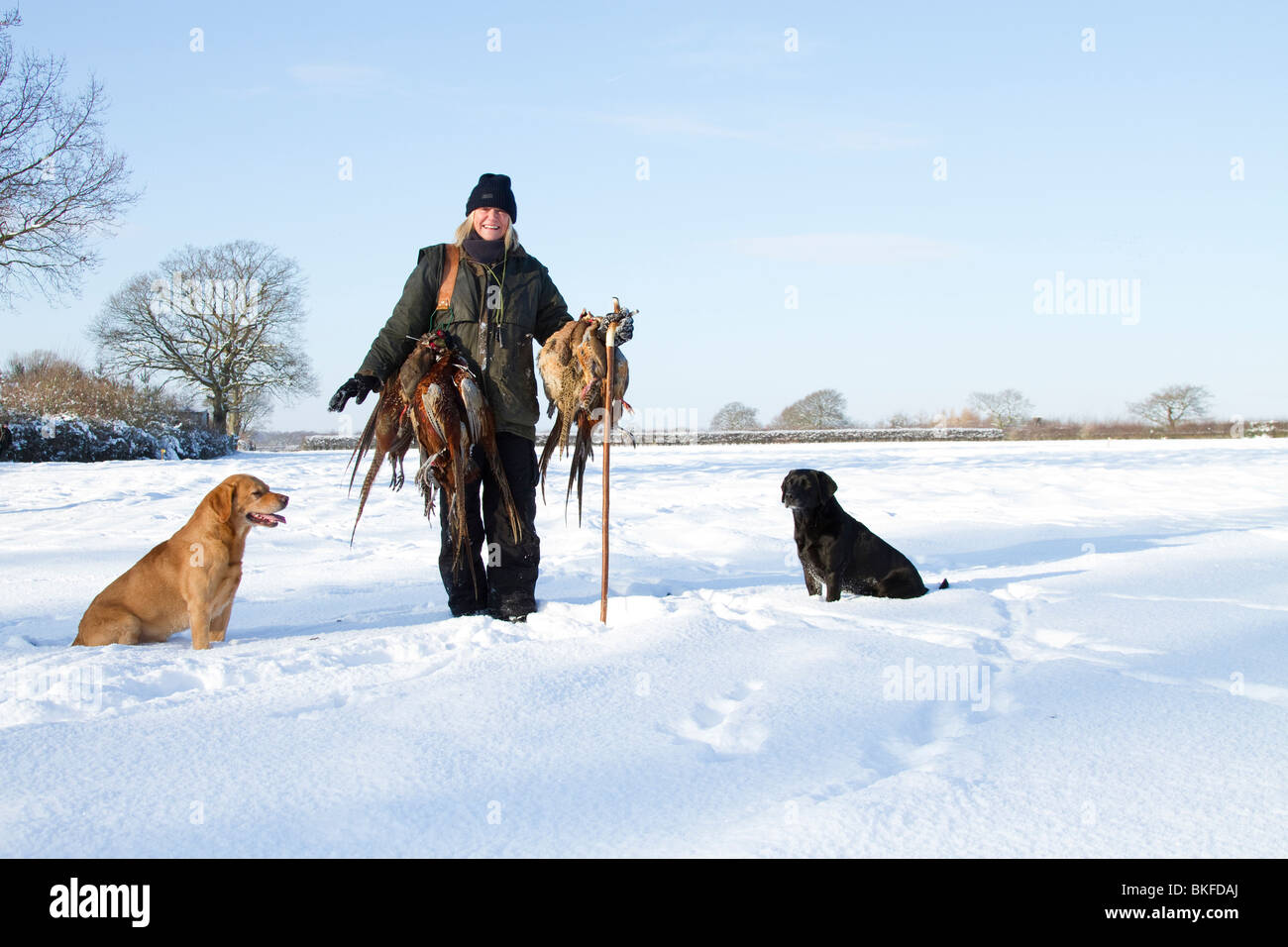 Female Beater with pheasants and dogs in a snow covered field Stock