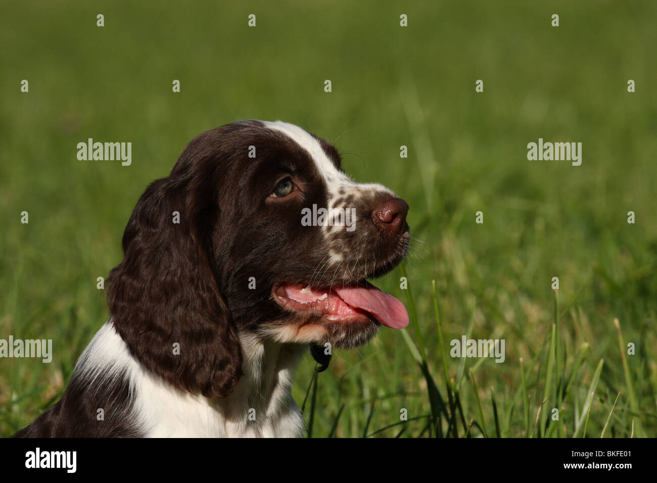 Profile Spaniel Profile of spaniels head hi-res stock photography and images - Alamy