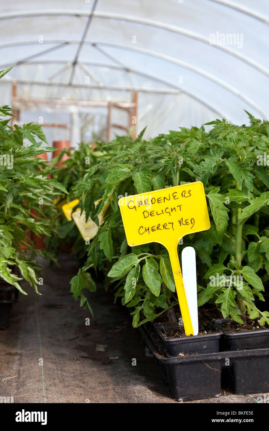 Gardeners Delight Tomato Plants, Cherry Red Tomato Plants Stock Photo