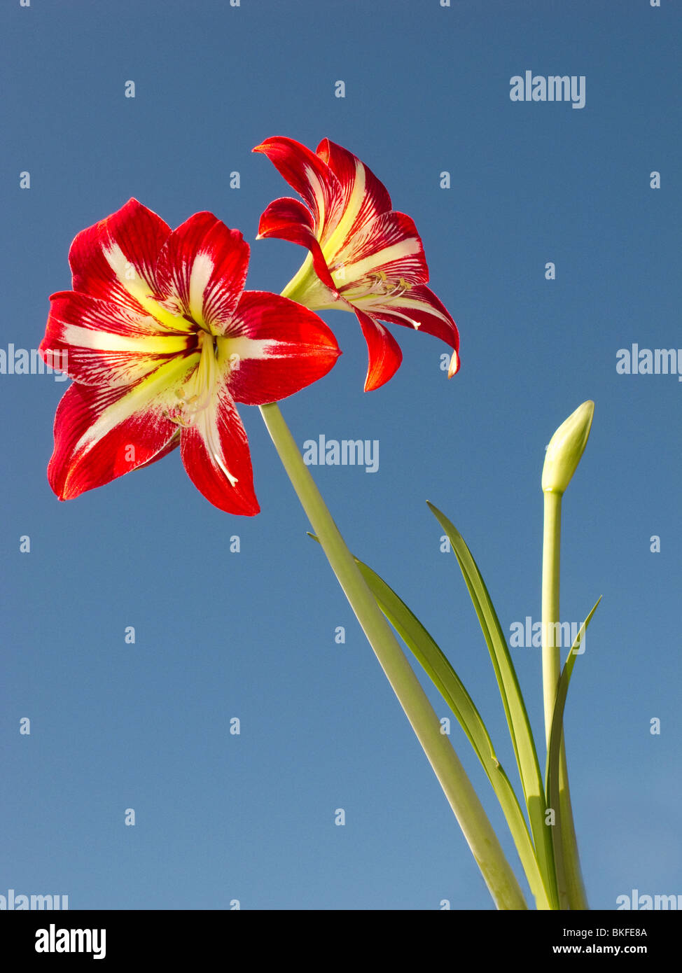 Red and yellow Amaryllis blossoms. Stock Photo