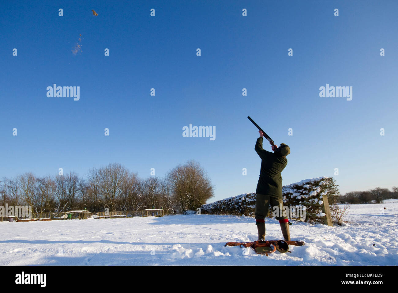 Man shooting pheasant in field covered in snow.  Pheasant is shot and feathers are coming out of the bird. Stock Photo