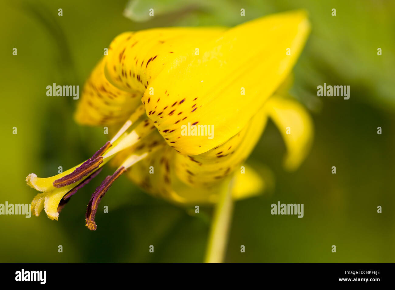 Trout lily hires stock photography and images Alamy