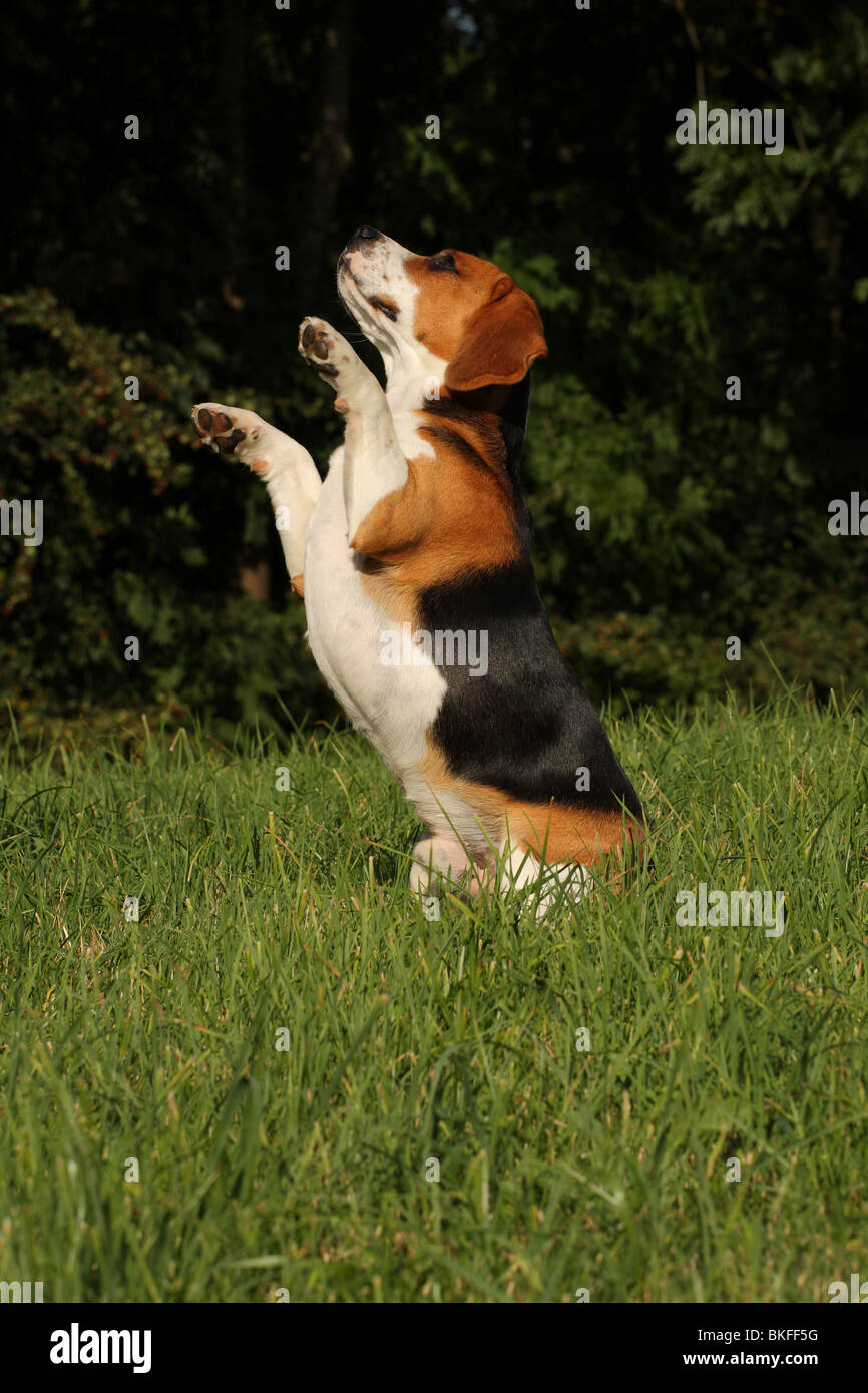 Begging Beagle High Resolution Stock Photography and Images - Alamy