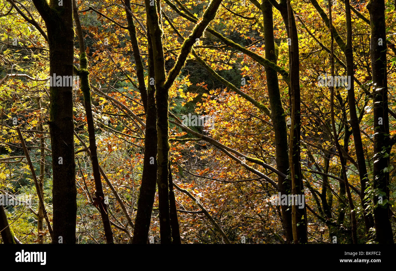 Trees in autumn at Chee Dale near Bakewell in the Peak District National Park Derbyshire England UK Stock Photo