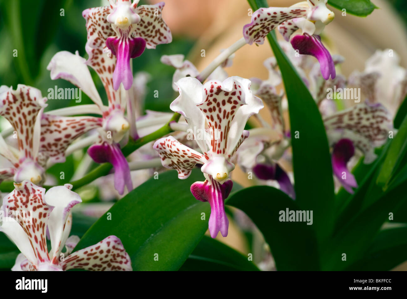 Vanda Tricolor Sauvis Orchids Stock Photo