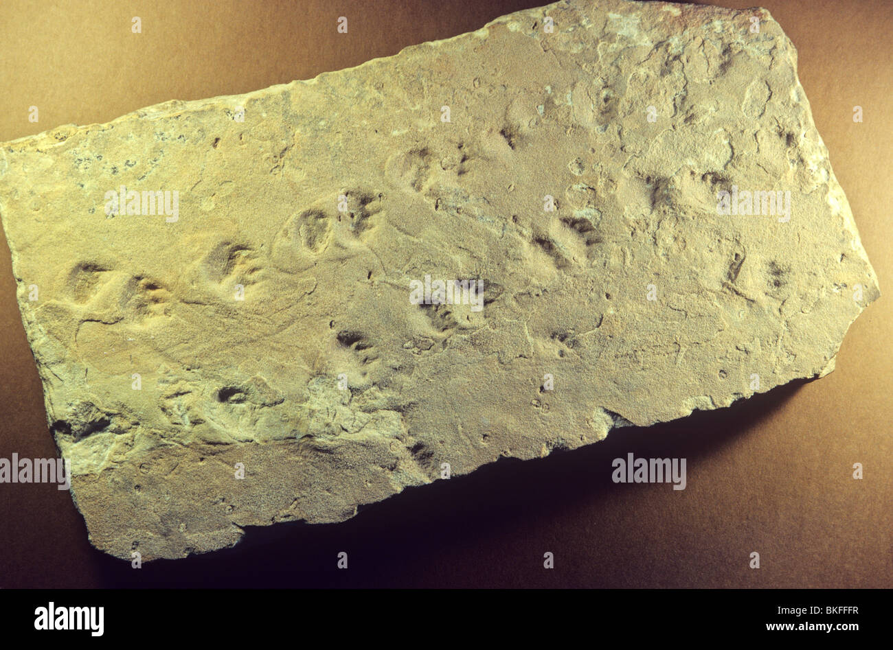 Trace fossil hires stock photography and images Alamy