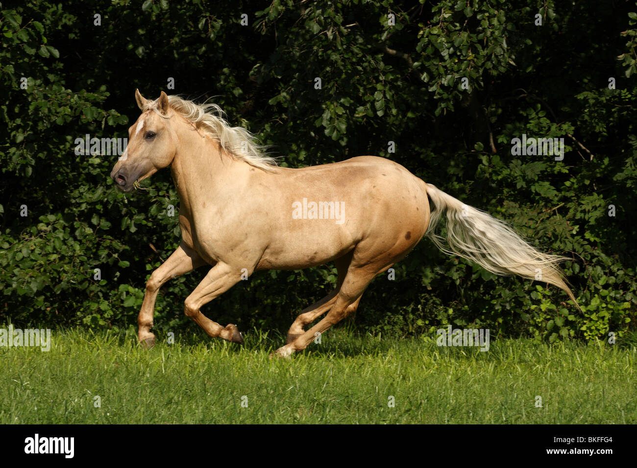 galoppierendes Quarter Horse / galloping Quarter Horse Stock Photo