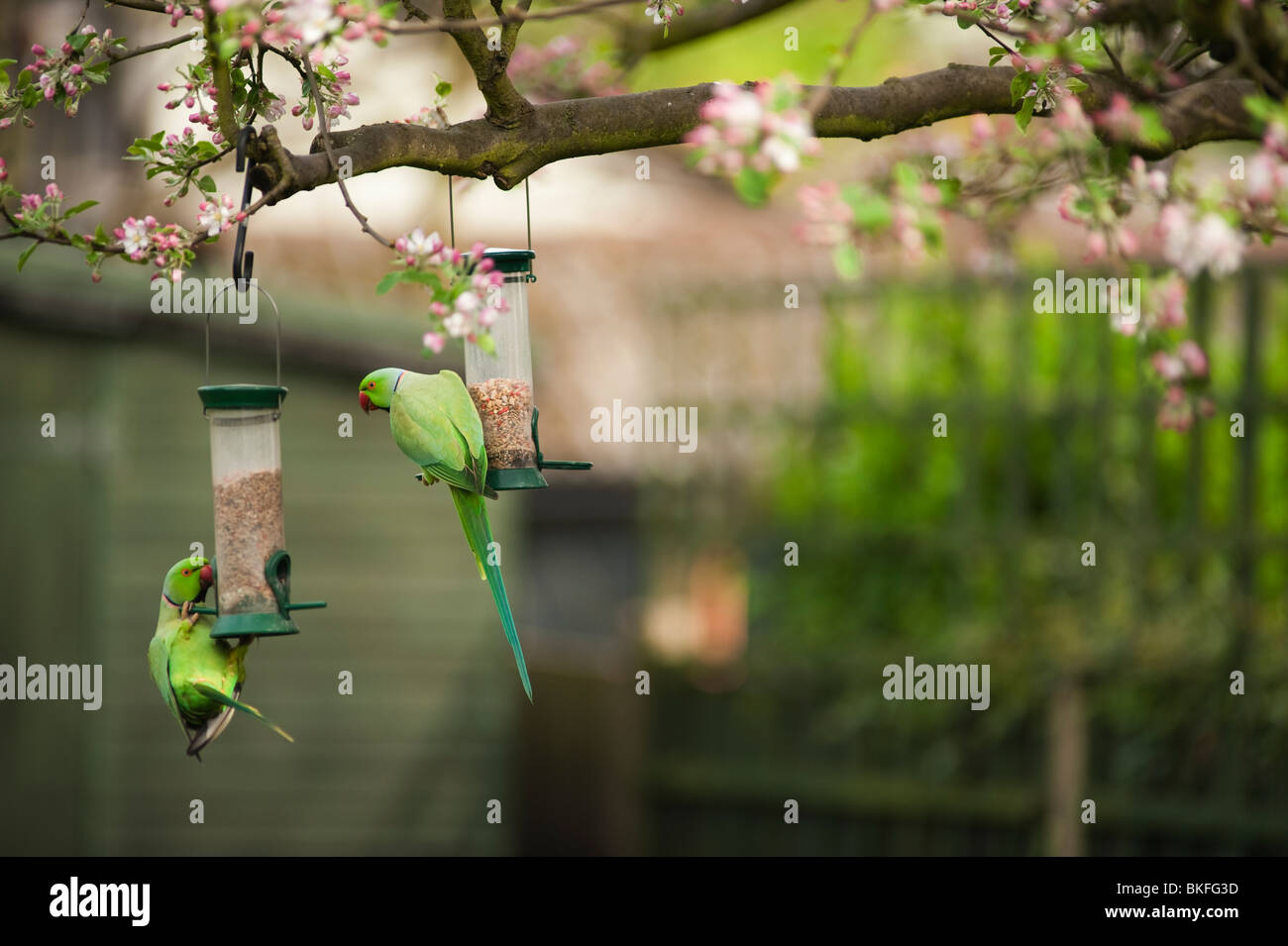 Ring Necked Parakeets Psittacula Krameri On Garden Bird Feeders