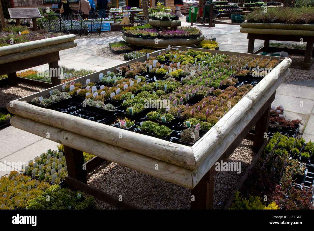 Scottish spring bedding plants on display at Speyside commercial