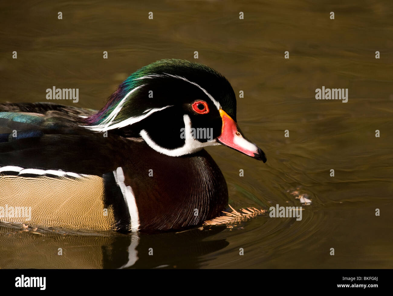 Wood duck drake hires stock photography and images Alamy
