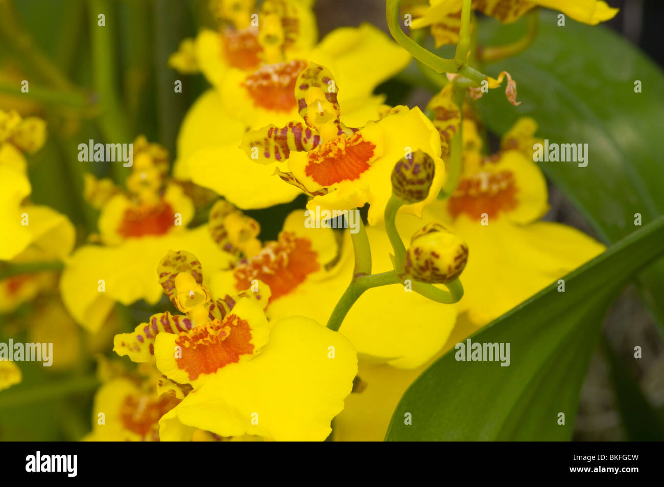 Oncidium Dancing Lady Orchids Stock Photo