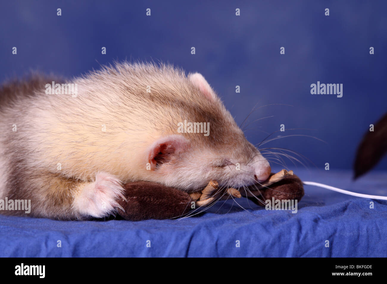 Frettchen / ferret Stock Photo Alamy