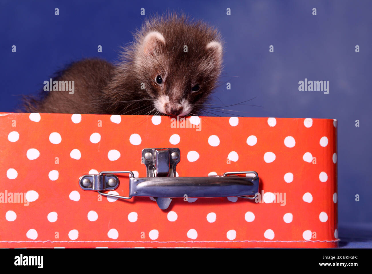 Frettchen / ferret Stock Photo Alamy