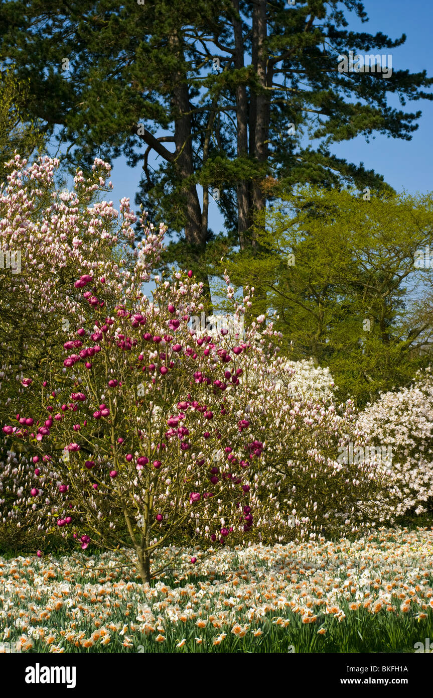 Black tulip magnolia hires stock photography and images Alamy