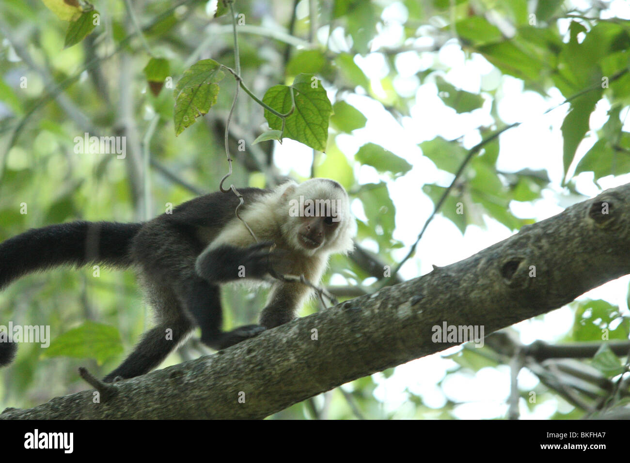 White faced monkey in a tree Stock Photo - Alamy
