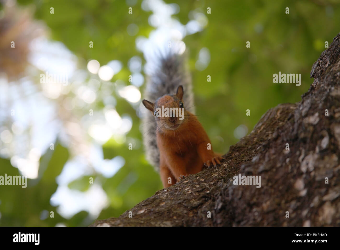 Red-tailed squirrel staring at the camera. Stock Photo