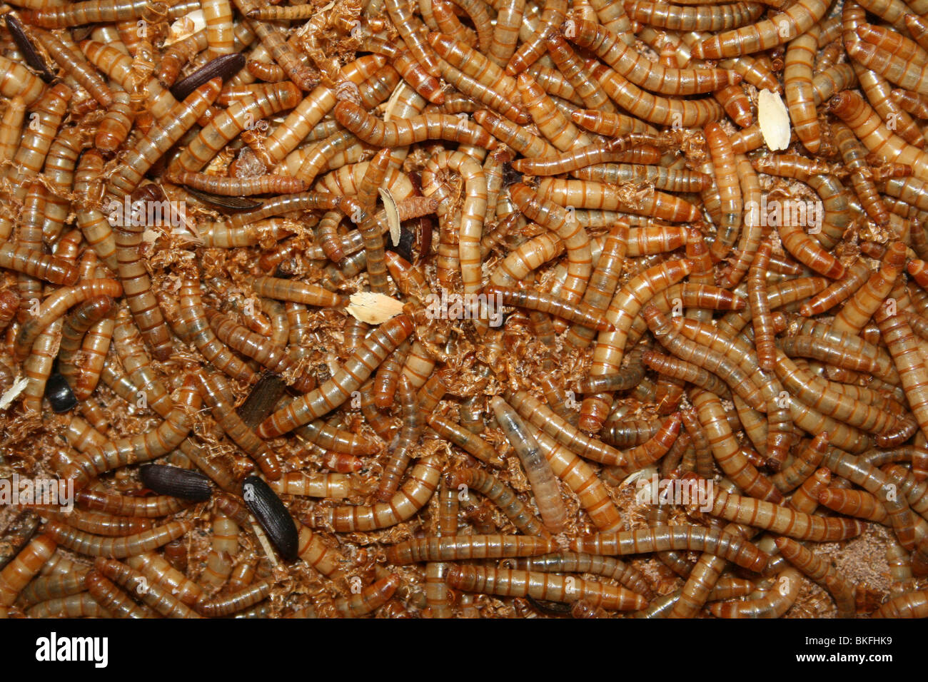 Mealworms, Larvae of the Mealworm Beetle Tenebrio molitor Stock Photo