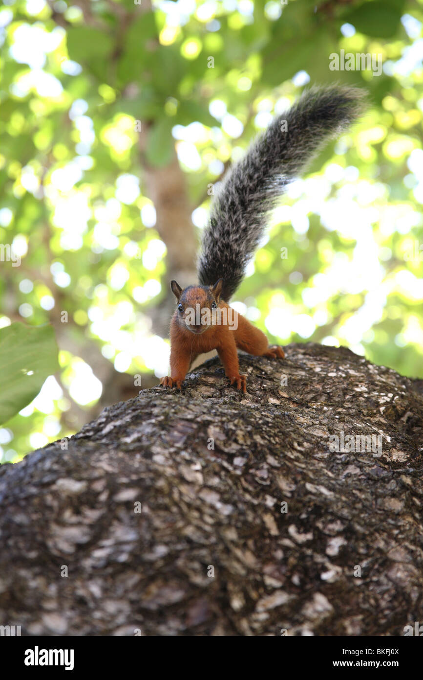 Red-tailed squirrel staring at the camera. Stock Photo