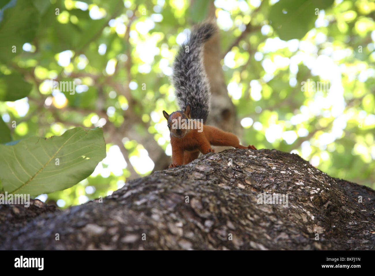Camera aware red-tailed squirrel. Stock Photo