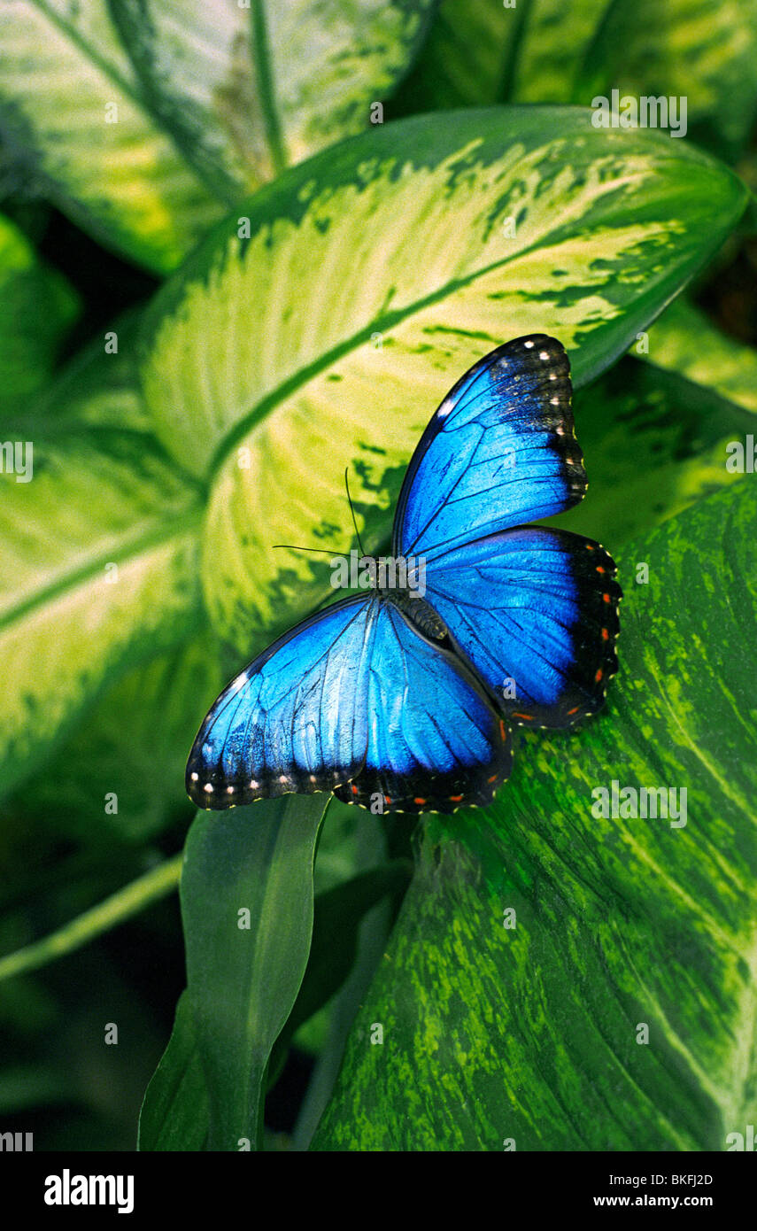 MORPHO Blue butterfly on leaf in tropical garden situation Stock Photo