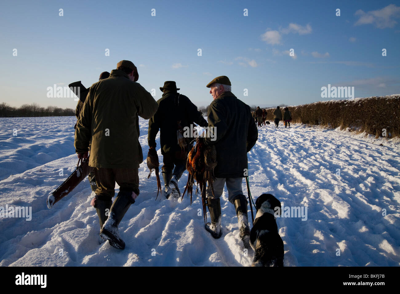 Pheasant Shooting on a winters day in the snow.  After the shoot walking home with pheasants and gun dogs Stock Photo