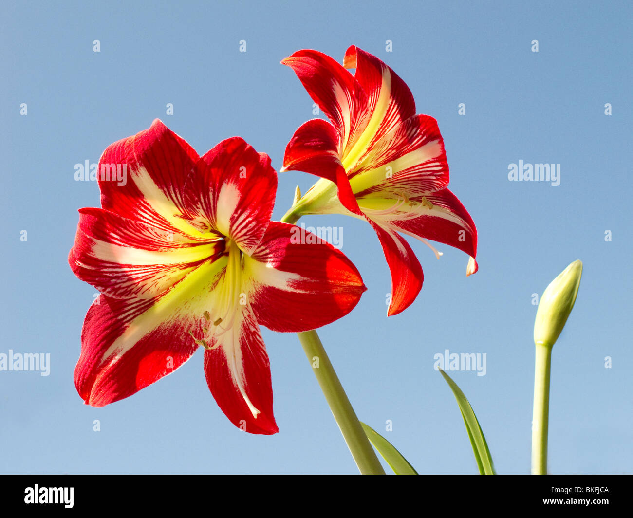 Red and yellow Amaryllis blossoms. Stock Photo